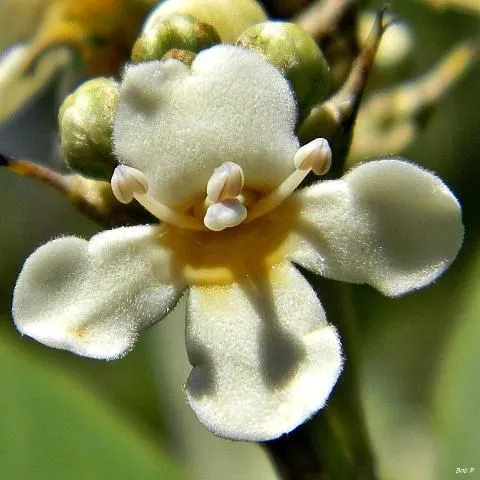 thumbnail for publication: Avicennia germinans, Black Mangrove
